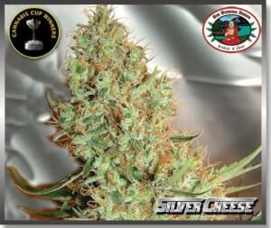 Silver Cheese