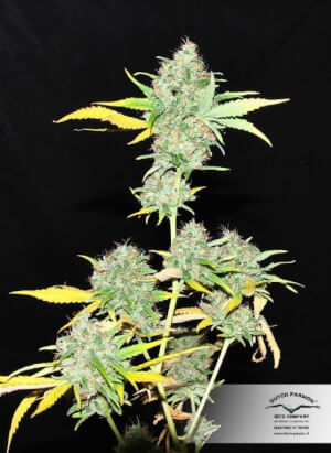 Skunk #1