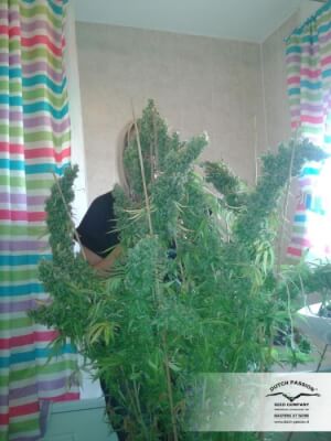 Skunk #1