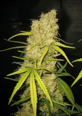 Skunk Special