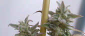 Sologerol CBG Auto