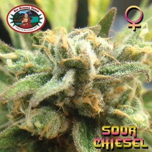 Sour Chiesel