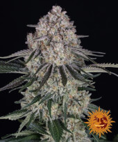 Sour Diesel Auto