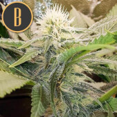 Sour Diesel BlimBurn Seeds