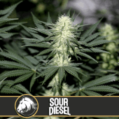 Sour Diesel BlimBurn Seeds 3 semillas