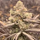 Sour Grape Punch