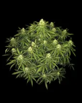 Sour Jealousy Auto