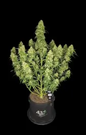Sour Jealousy Auto