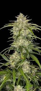 Sour Jealousy Auto