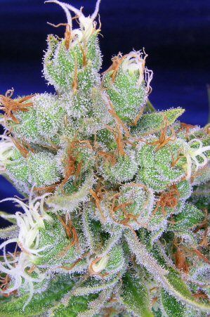 Space Jill - TGA Subcool Seeds