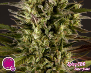 Spicy CBD / SuperJuani - Philosopher Seeds