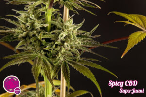 Spicy CBD / SuperJuani - Philosopher Seeds