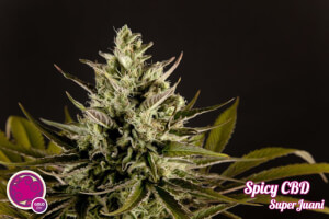 Spicy CBD / SuperJuani - Philosopher Seeds