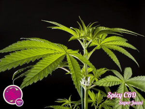 Spicy CBD / SuperJuani - Philosopher Seeds