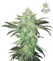 Stardawg 3 semillas