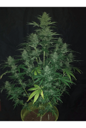 Sticky Fingers Auto