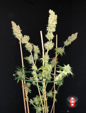 Strawberry Akeil by Serious Seeds