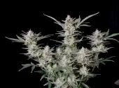 Strawberry Gorilla Auto