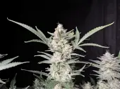 Strawberry Gorilla Auto