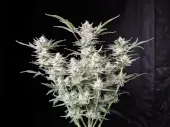 Strawberry Gorilla Auto