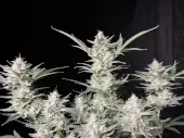 Strawberry Gorilla Auto