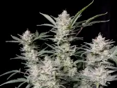 Strawberry Gorilla Auto