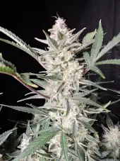 Strawberry Gorilla Auto