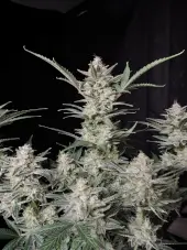 Strawberry Gorilla Auto