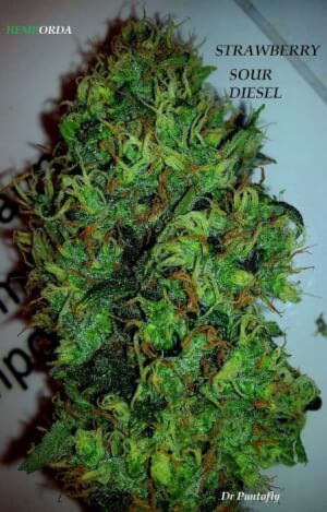 Strawberry Sour Diesel Reg