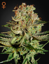 Super Bud 3 semillas