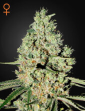 Super Critical - Greenhouse Seeds 3 seeds