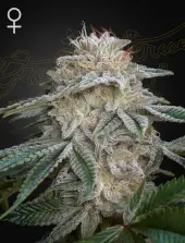 Super Lemon Haze x GMO