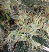 Super Panama Haze