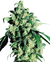 Super Skunk Reg