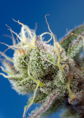 Sweet Cheese XL Auto