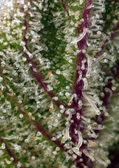 Sweet Cheese XL Auto