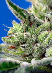 Sweet Gelato Auto