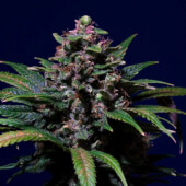 Sweet Purple 3 semillas