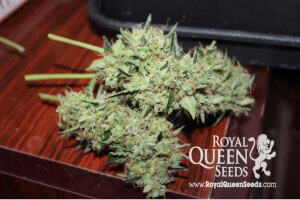 Sweet Skunk Auto Royal