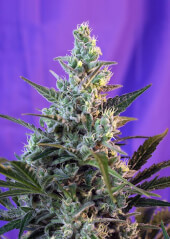 Sweet Skunk Auto  5 semillas + 2 de regalo