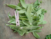 Organic Tirabeques Pea - Les Refardes