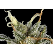 TNT Trichomes 