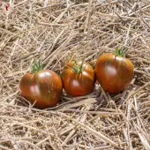 Black and Brown Boar tomato - Kokopelli