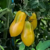 Jaune Précoce Yellow Bell Tomato