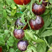 Kaleidoscopic Jewel Tomato