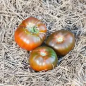 Tomate Paul Robeson - Kokopelli