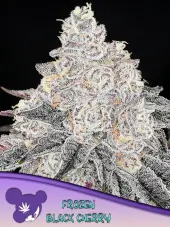 Frozen Black Cherry - Anesia Seeds