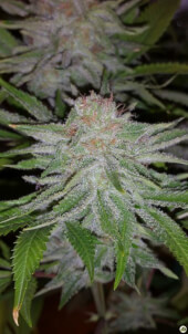 Toro Blanco by Paisa Grow Seeds