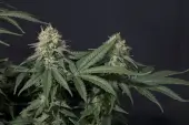 Tropicana Cookies FF