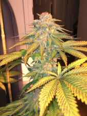 UVA by TGA Subcool Seeds